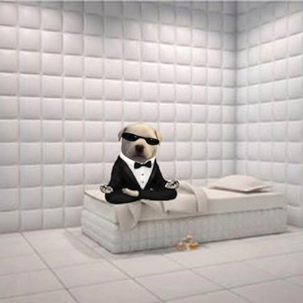$PAWS dog meditating on a bed inside a padded white room